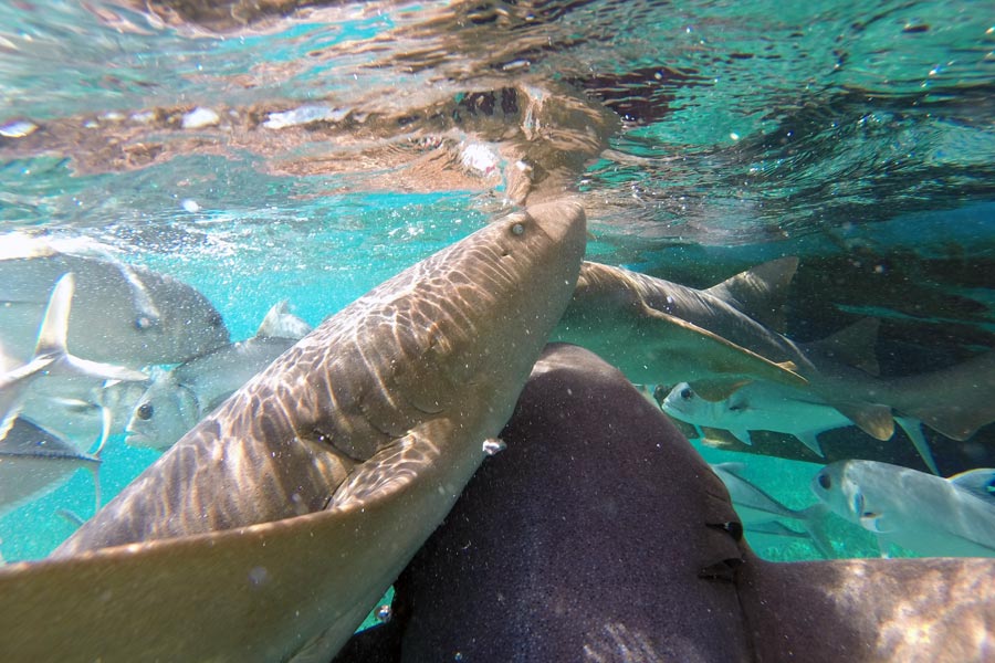 First snorkeling experience image