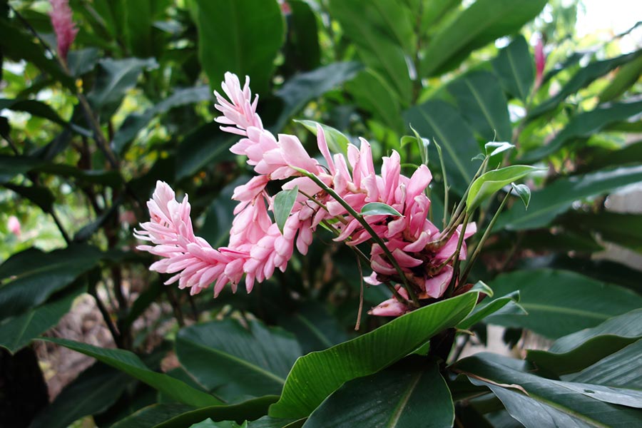 Jamaica is home to a wide variety of beautiful plants.