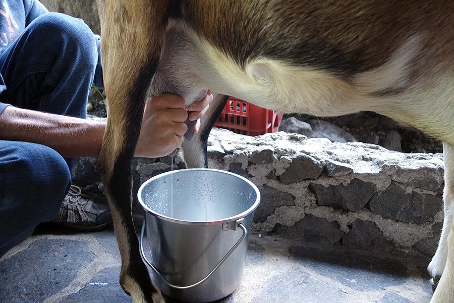 Milking goats in Guatemala