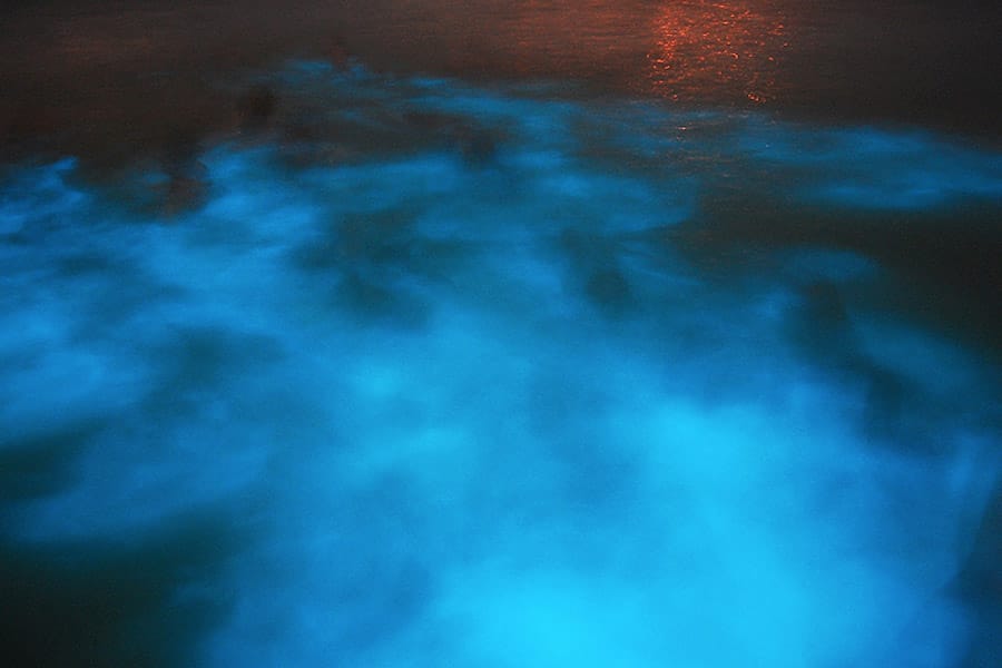 Bio-luminescent Waters at the Luminous Lagoon in Jamaica
