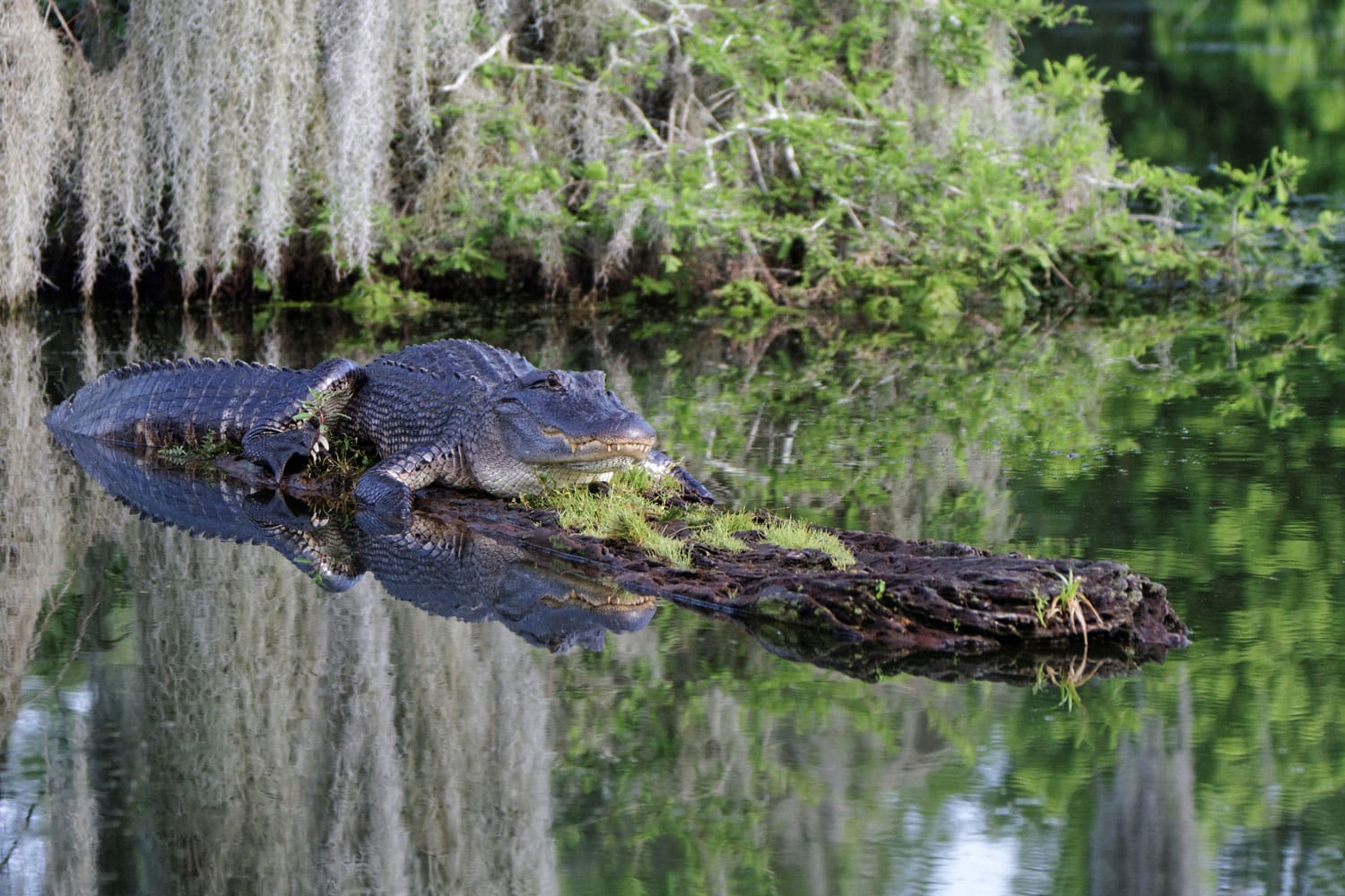 Crocodile in the Bayou Swamps in Louisiana