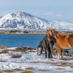 Icelandic horses on the side of Myvatn lake, Iceland