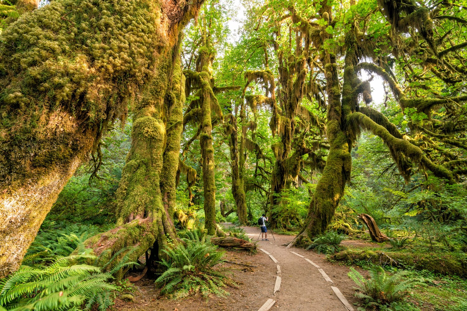 Hoh Rain Forest in Olympic National Park, Washington, USA