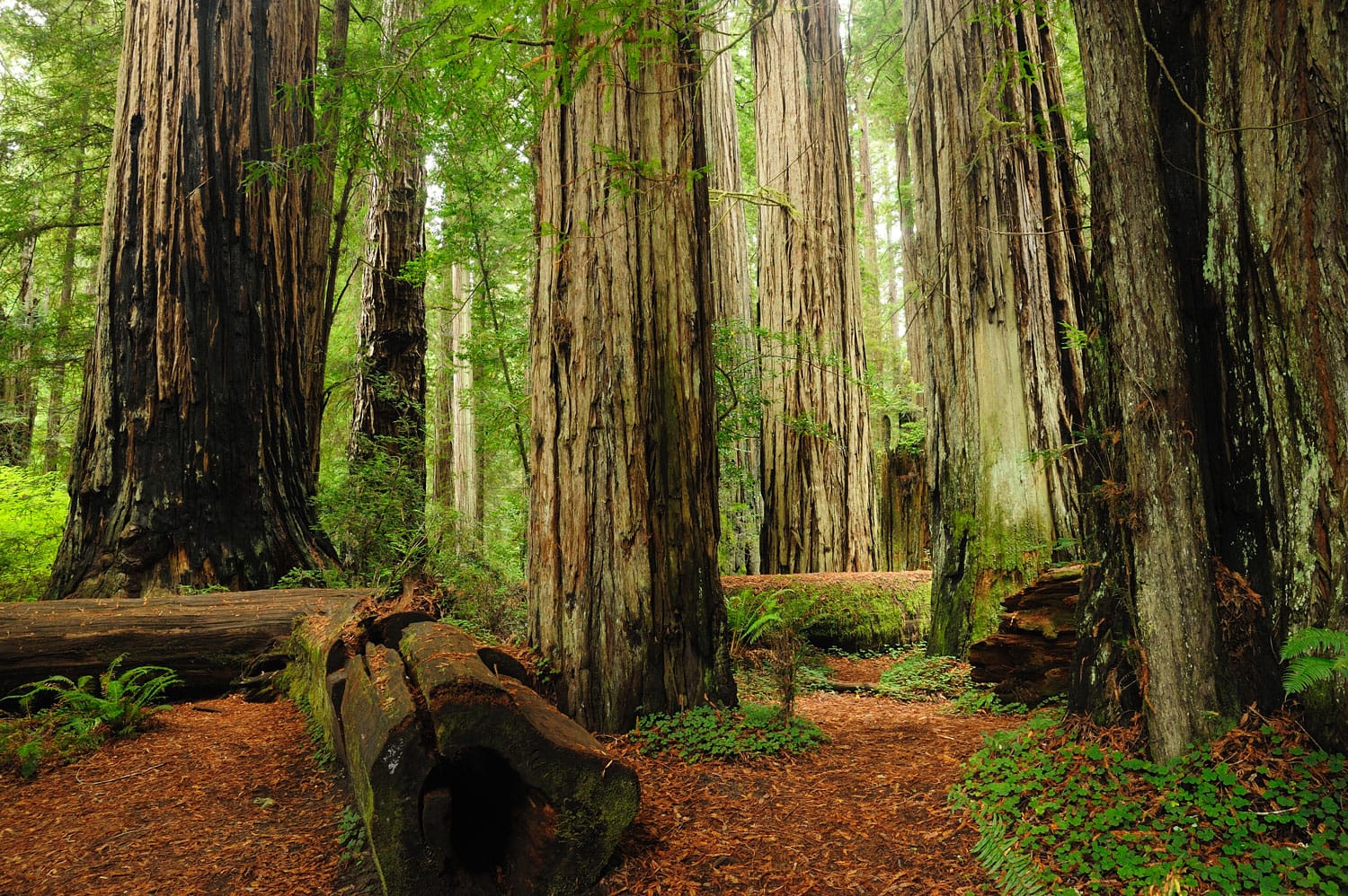 Redwood National Park in California, USA