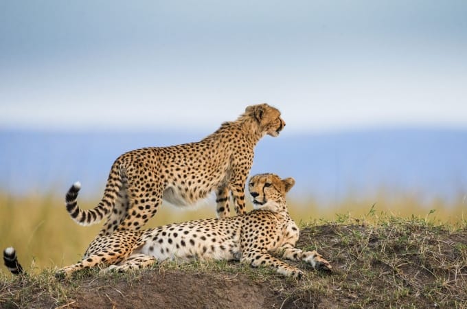 Three cheetahs in the Maasai Mara National Park, Africa
