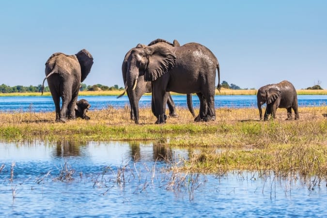 Herd of elephants adults and cubs crossing shallow water in The oldest national park in Botswana - Chobe National Park, Africa