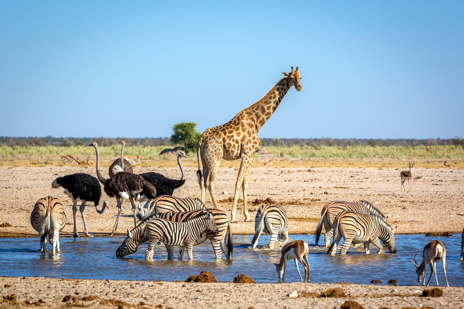 Animals drinking water in a waterhole inside the Etosha National Park, Namibia, Africa