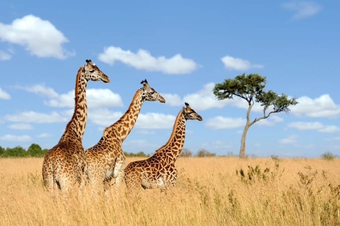 Group of giraffes in National park of Kenya, Africa