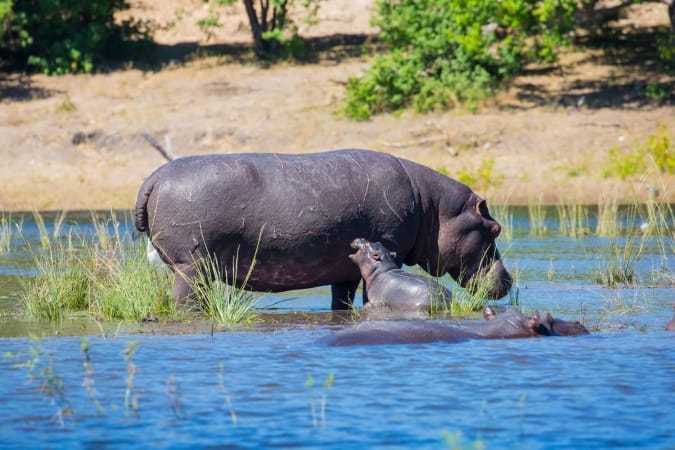 Family of hippos in the river in Okavango Delta, Chobe National Park, Botswana