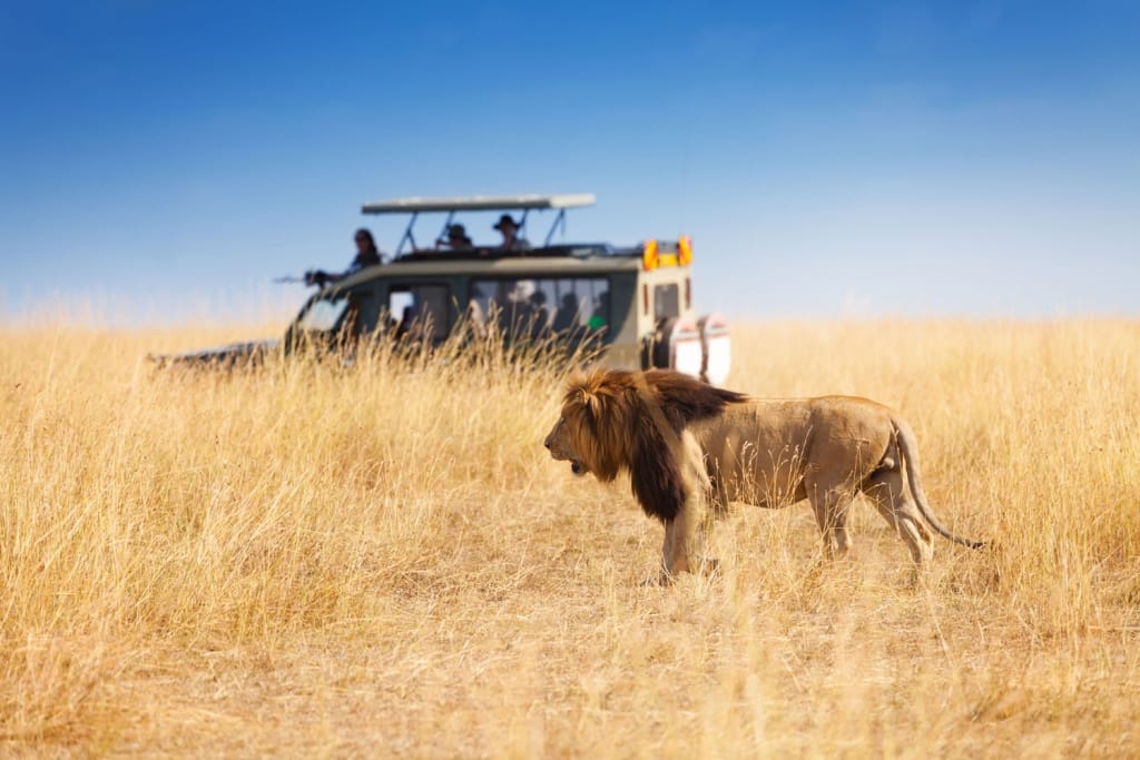 Top 10 Safari Destinations in Africa - Road Affair