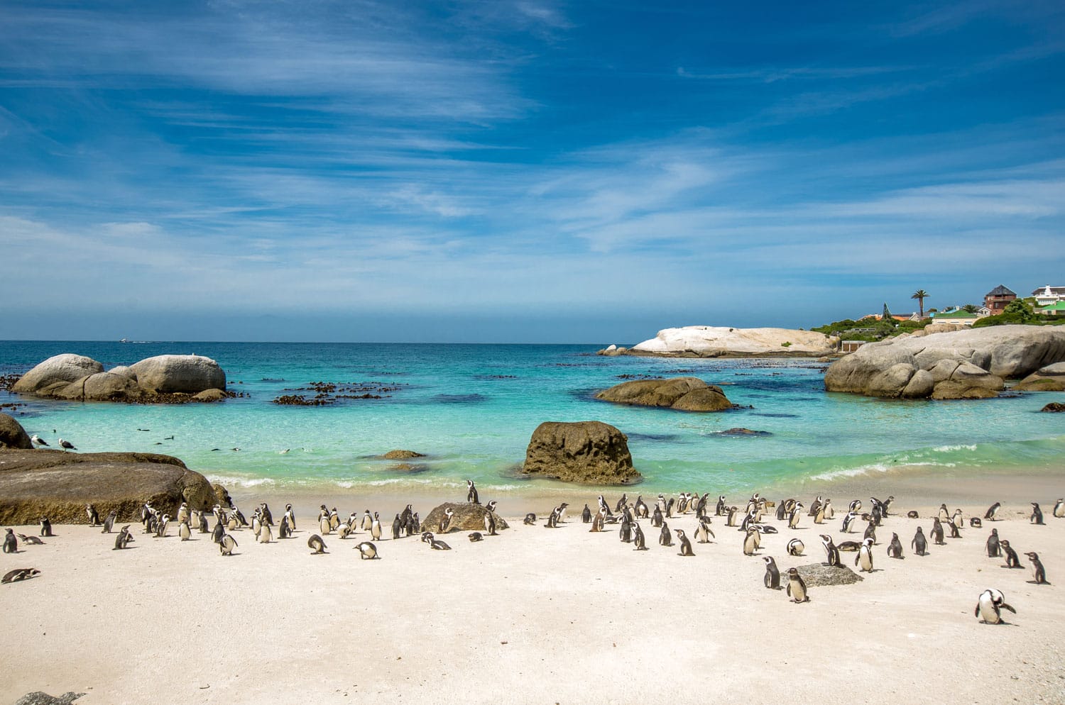Penguin di Boulders Beach, Cape Town