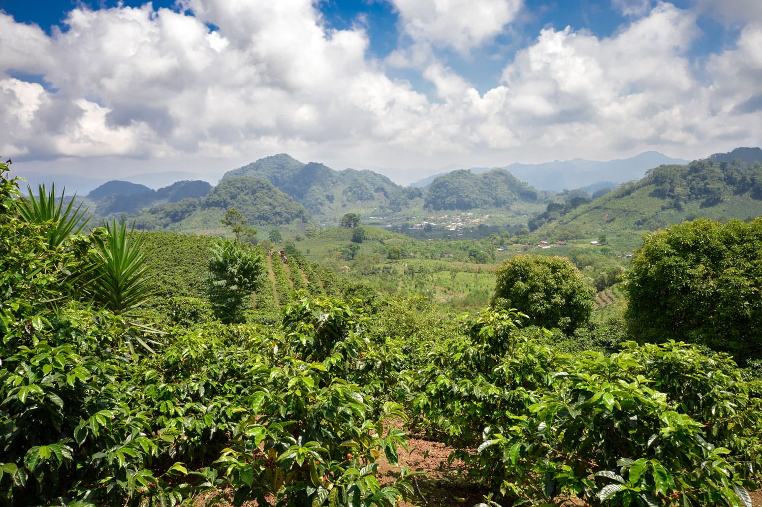 Perkebunan kopi di dataran tinggi Honduras barat