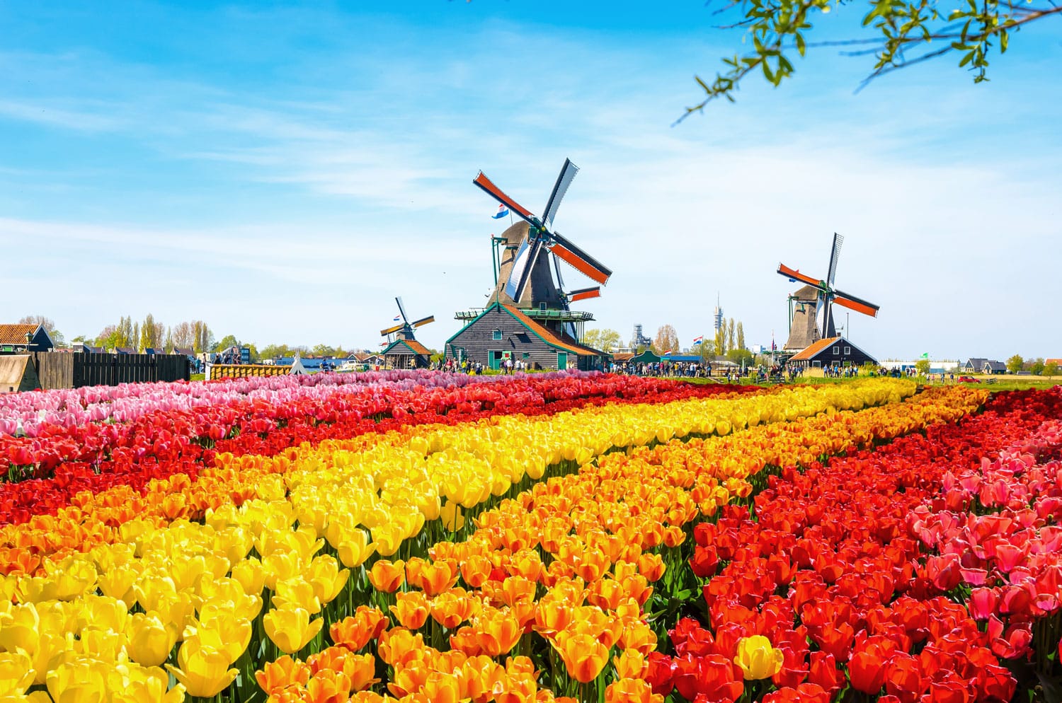 Pemandangan indah dengan bunga tulip, kincir angin tradisional Belanda dan rumah-rumah di dekat kanal di Zaanse Schans, Belanda