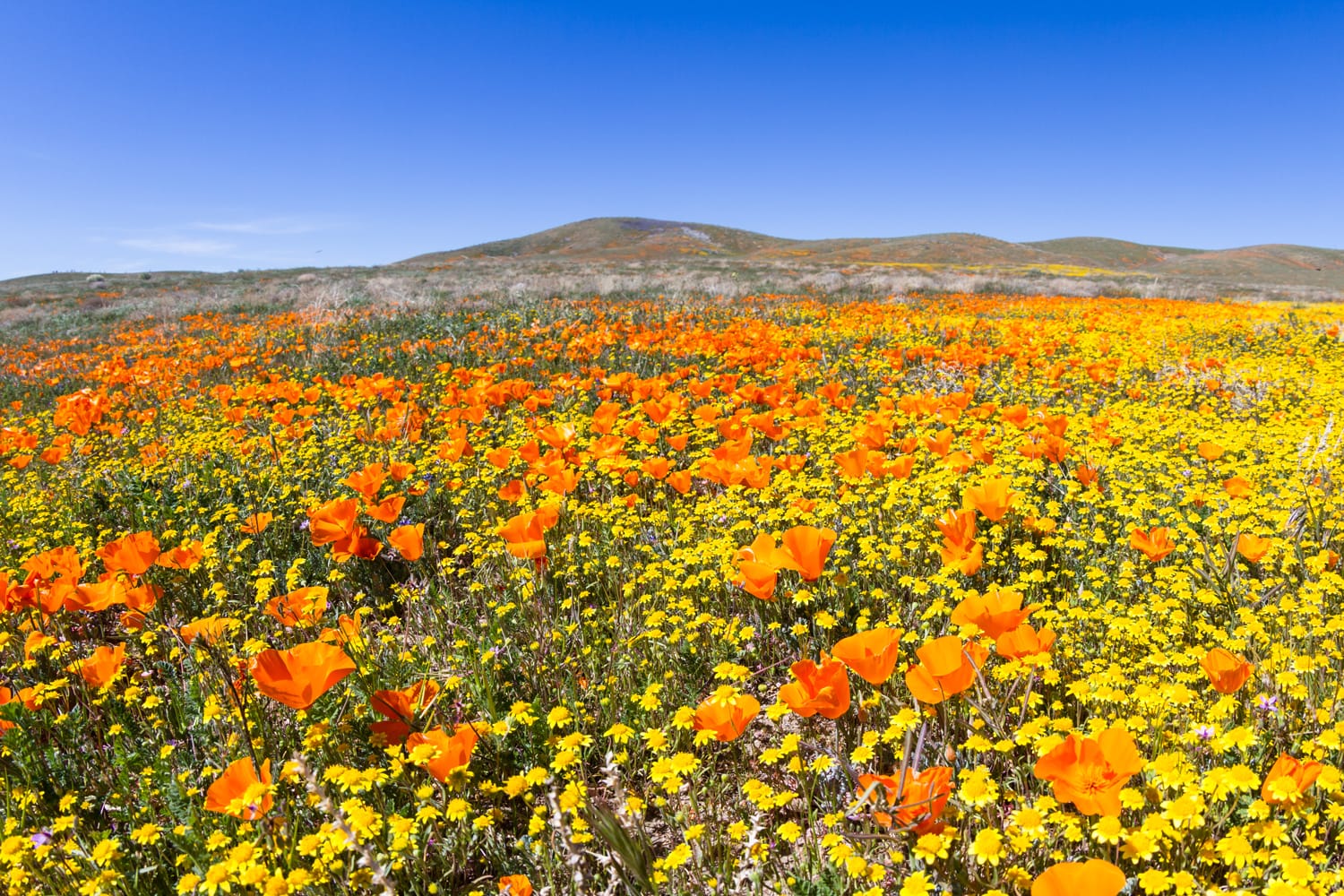 Springtime in California, thousands of flowers blooming on the hills of the Antelope Valley California