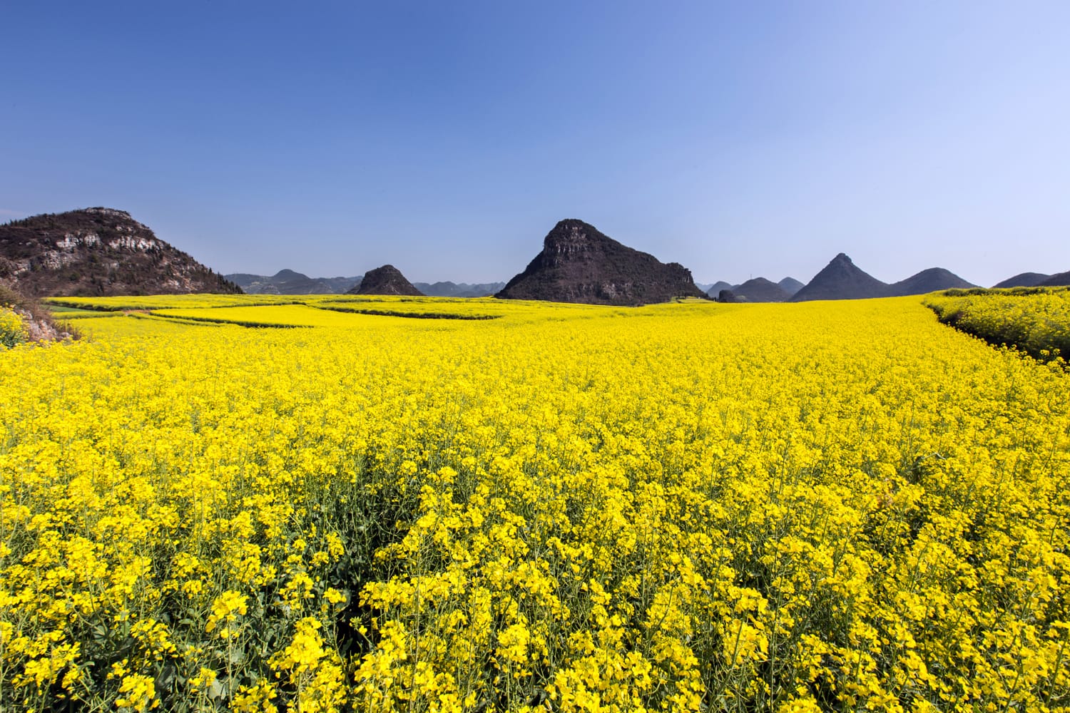 Yellow rapeseed flower field in Luoping, China