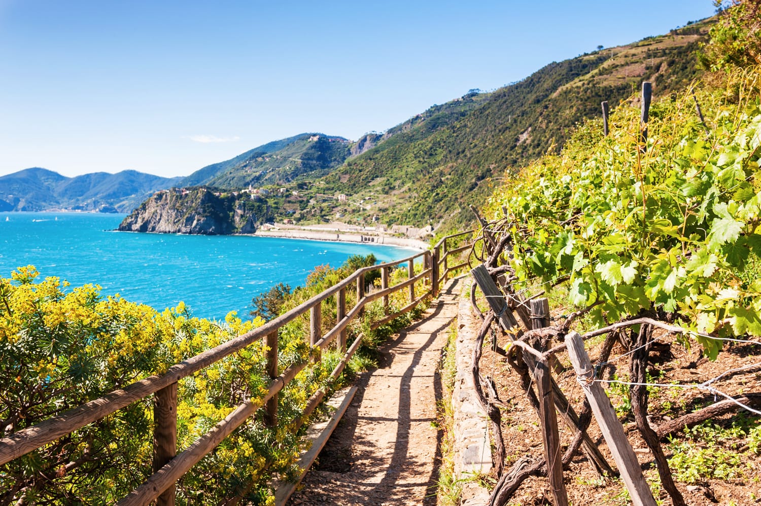 Beautiful view of the vineyards, sea and mountains. Cinque Terre, Italy.