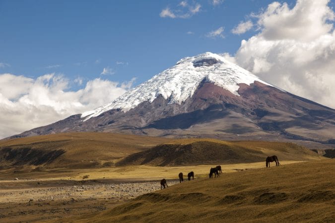 Cotopaxi volcano and wild horses in Ecuador