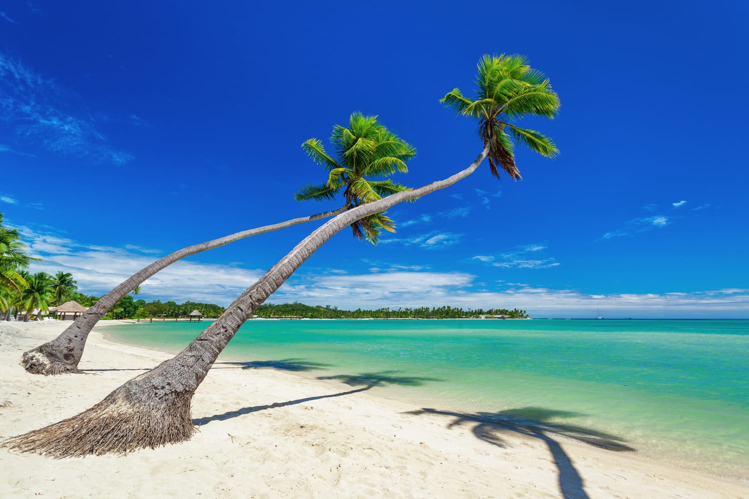 Palm trees over white beach on a a Plantation Island, Fiji, South Pacific