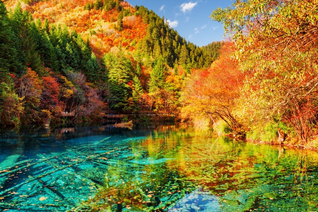 Amazing view of the Five Flower Lake (Multicolored Lake) among colorful fall woods in Jiuzhaigou nature reserve, China