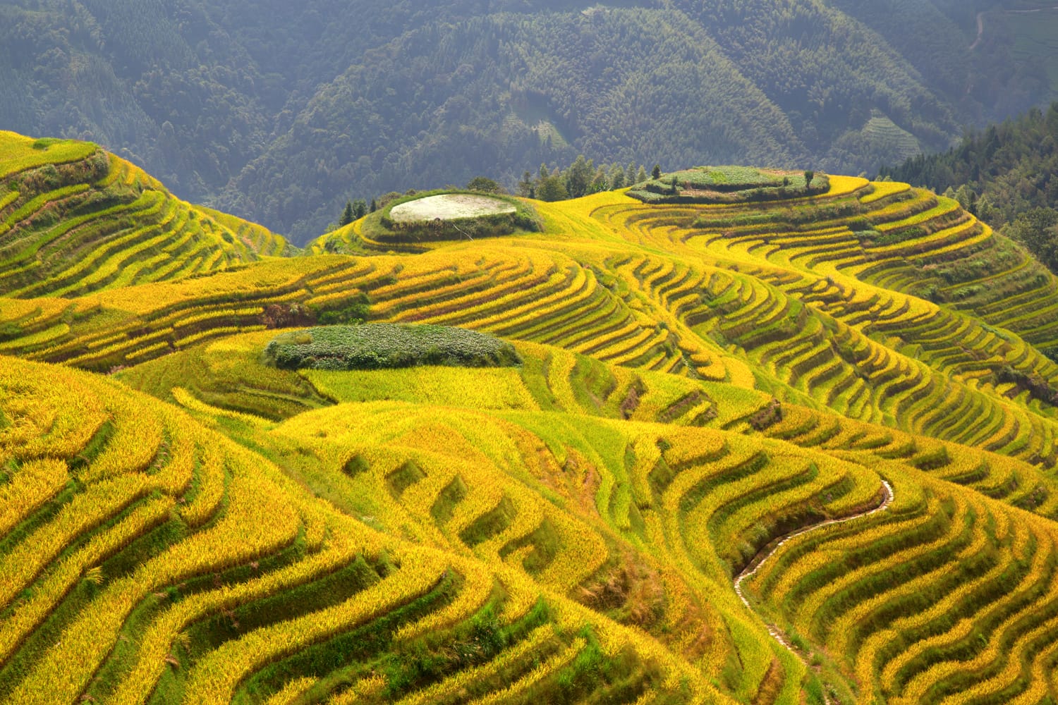 The Longsheng Rice Terraces(Dragon's Backbone) also known as Longji Rice Terraces are located in Longsheng County, about 100 kilometres (62 mi) from Guilin, Guangxi, China