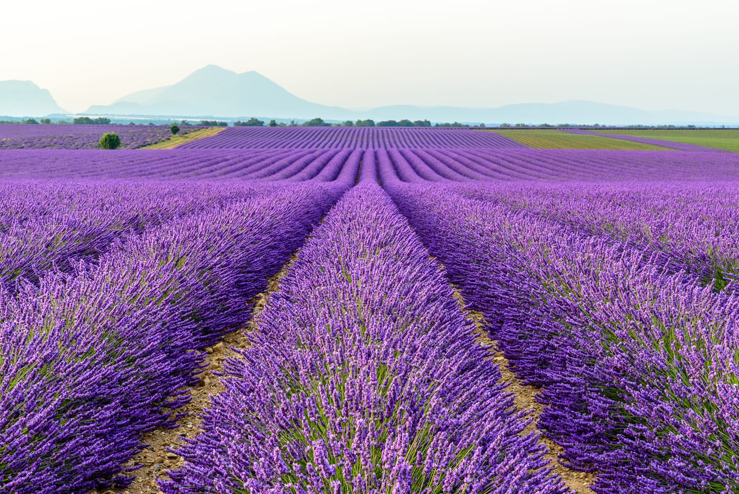 Lavender fields surrounded by mountains, Provence, France