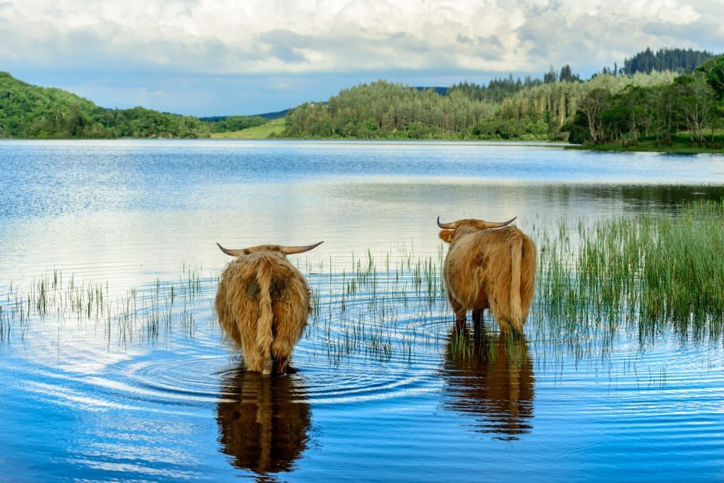 Two Highland calves chilling out in Loch Archay in Loch Lomond and The Trossachs National Park.