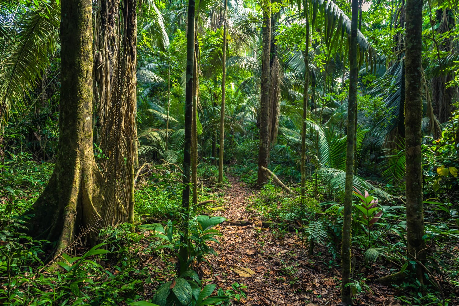 The Amazon rainforest in Manu National Park, Peru