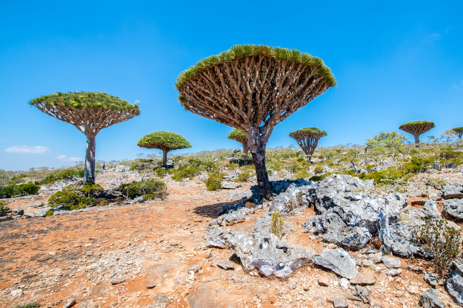 Dragon tree on the Socotra Island, Yemen