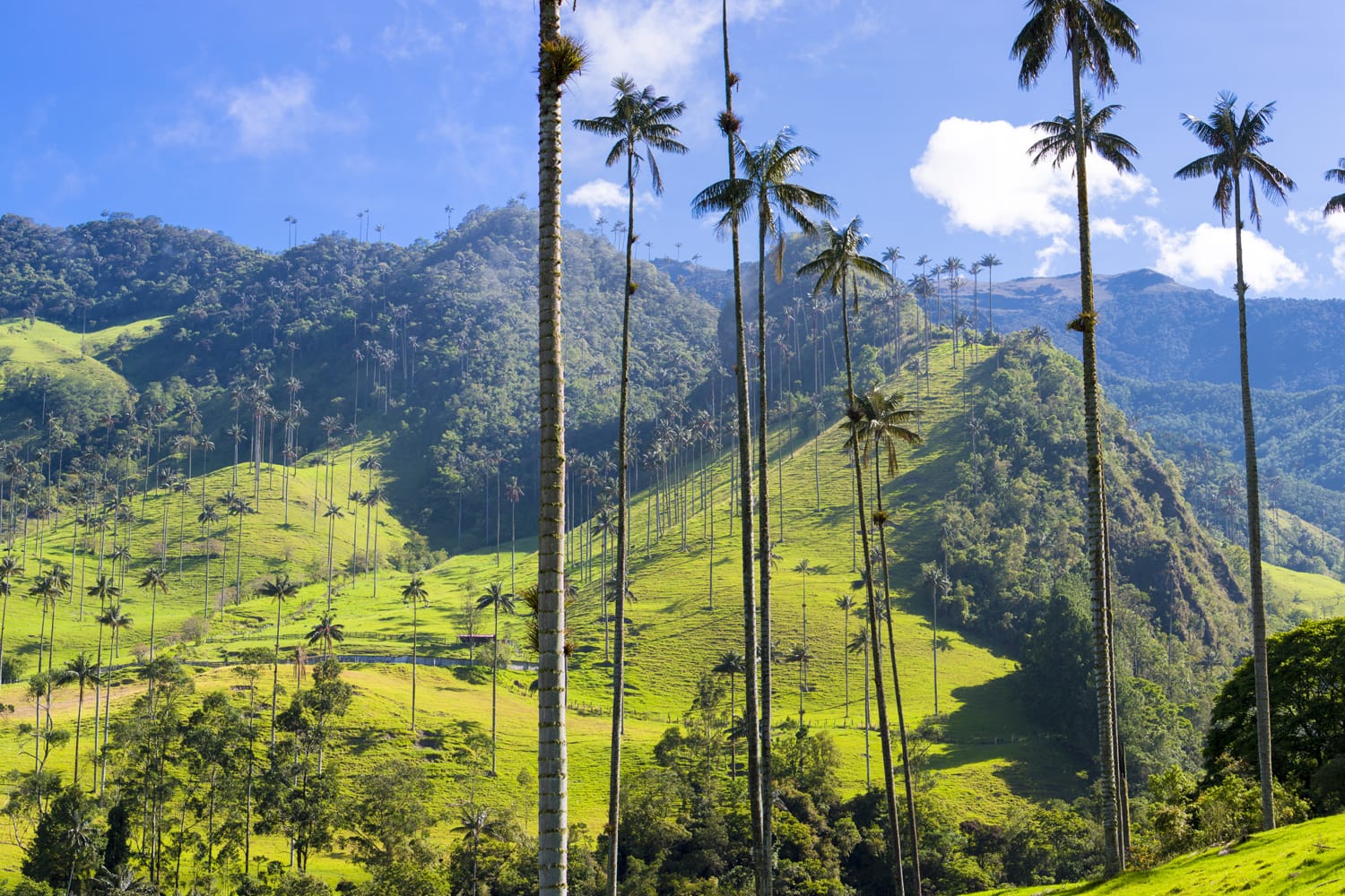 Cocora valley in Colombia
