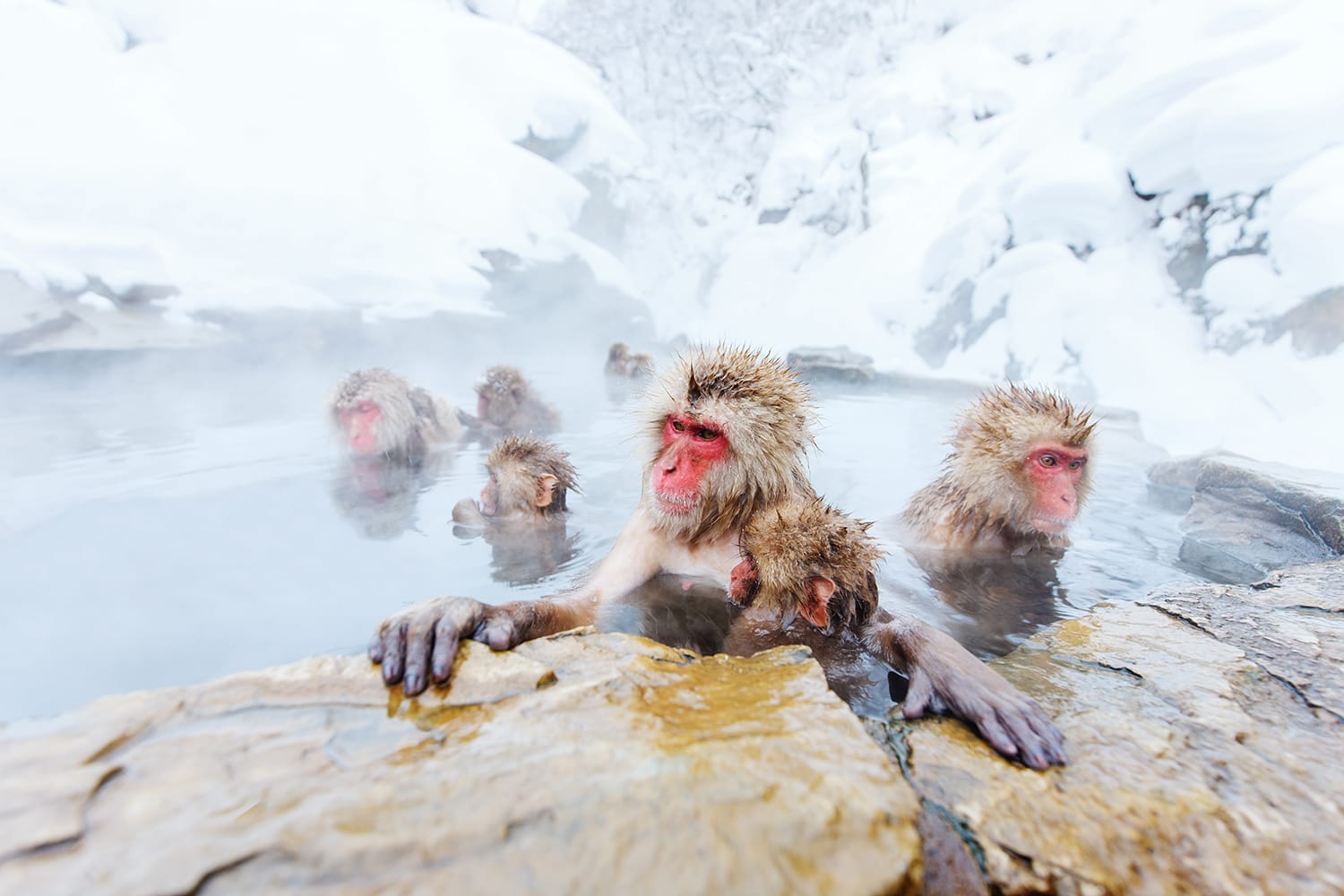 Monyet salju Kera Jepang mandi di pemandian air panas onsen di Nagano, Jepang