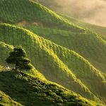 Panorama early morning sunrise over hilly tea plantation in Cameron Highlands, Pahang, Malaysia.