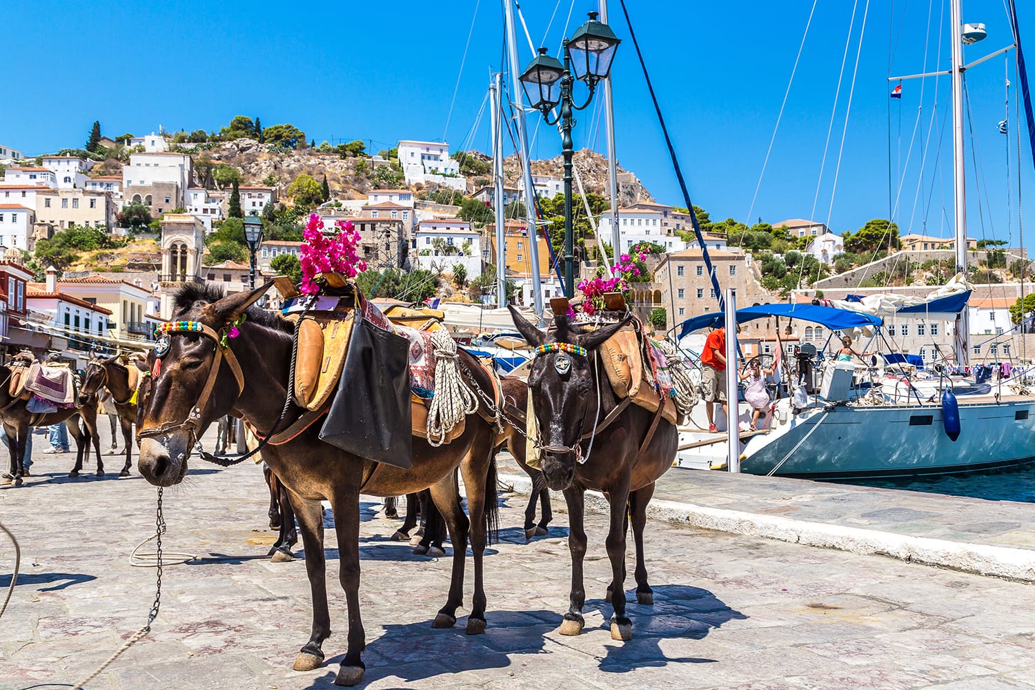 Keledai di pulau Hydra pada hari musim panas di Yunani