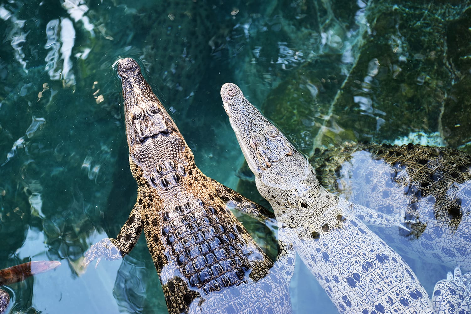 Juvenile australian crocodiles in Darwin, Australia.