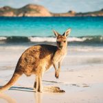 Kangaroo at Lucky Bay in the Cape Le Grand National Park near Esperance, Western Australia