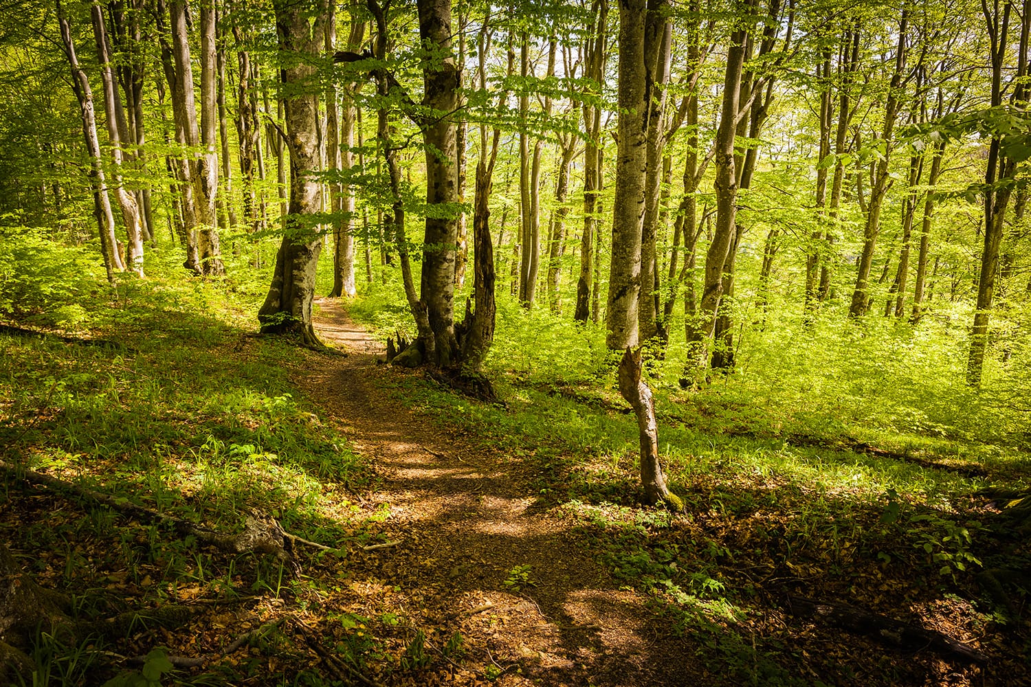 Hiking trail winding across green forest in early morning light, Plitvice Lakes National Park, Croatia