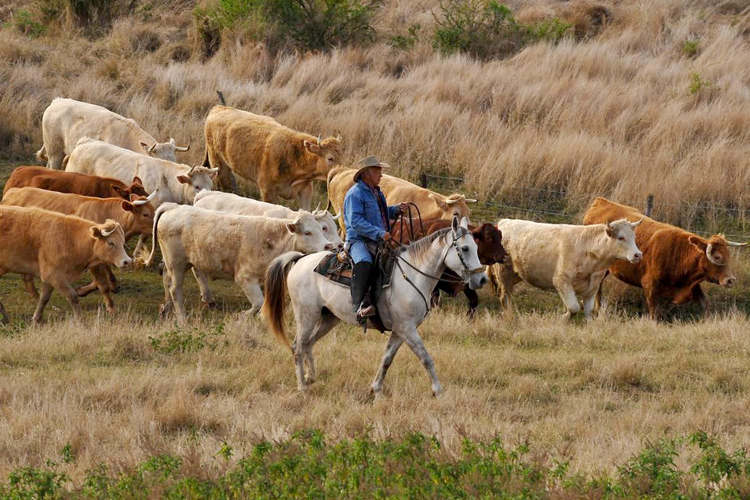 Cattle in Bourail, New Caledonia
