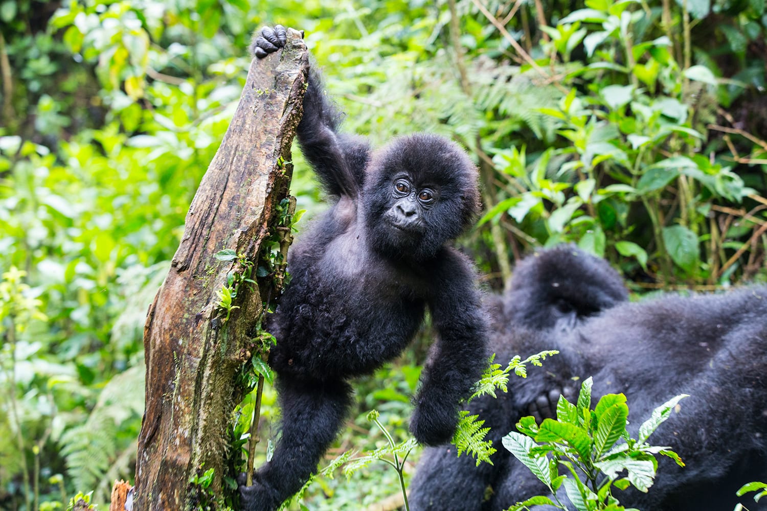 Baby Mountain Gorilla hanging off a tree branch and being playful in the jungle of Rwanda.