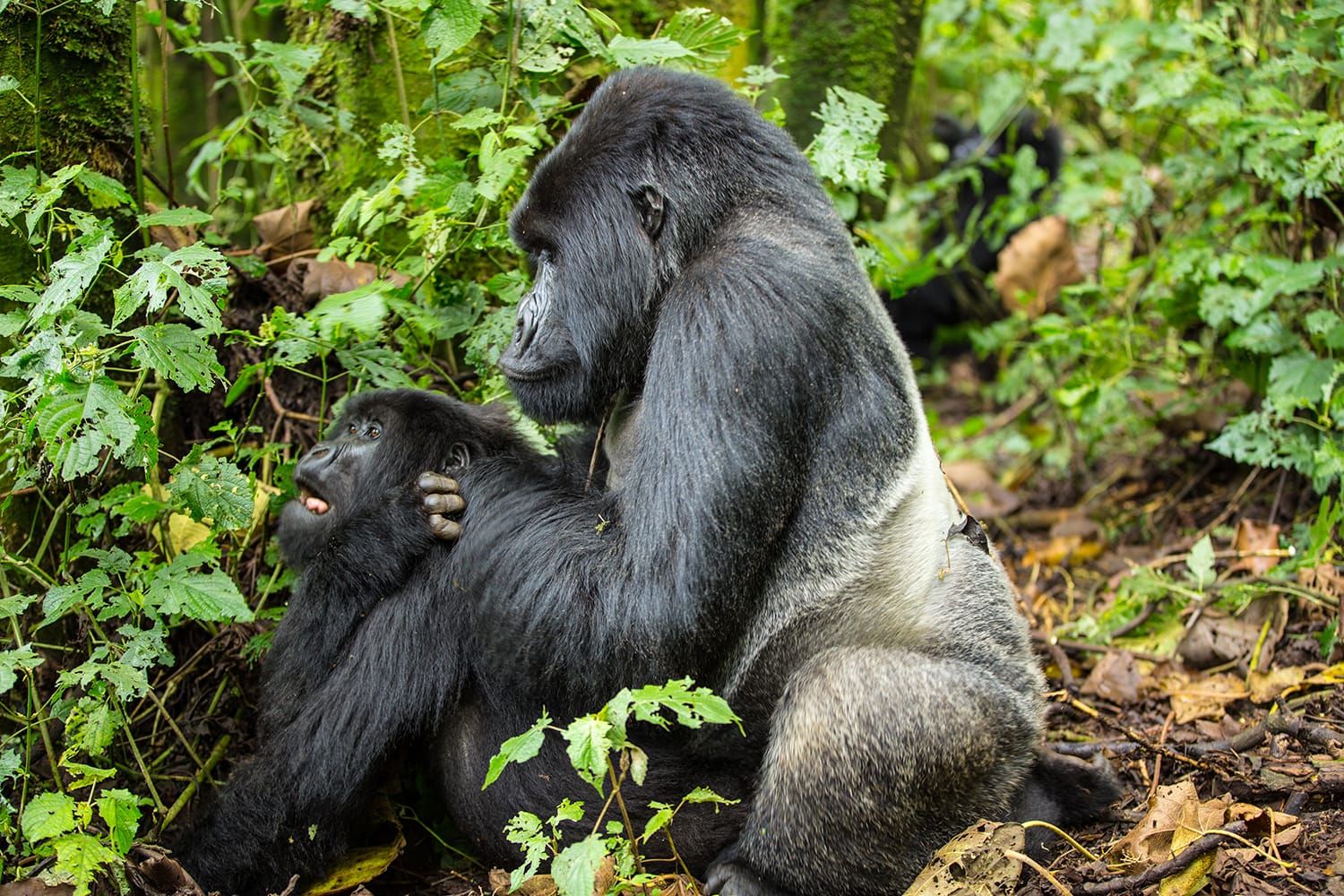 Mountain Gorillas in Africa