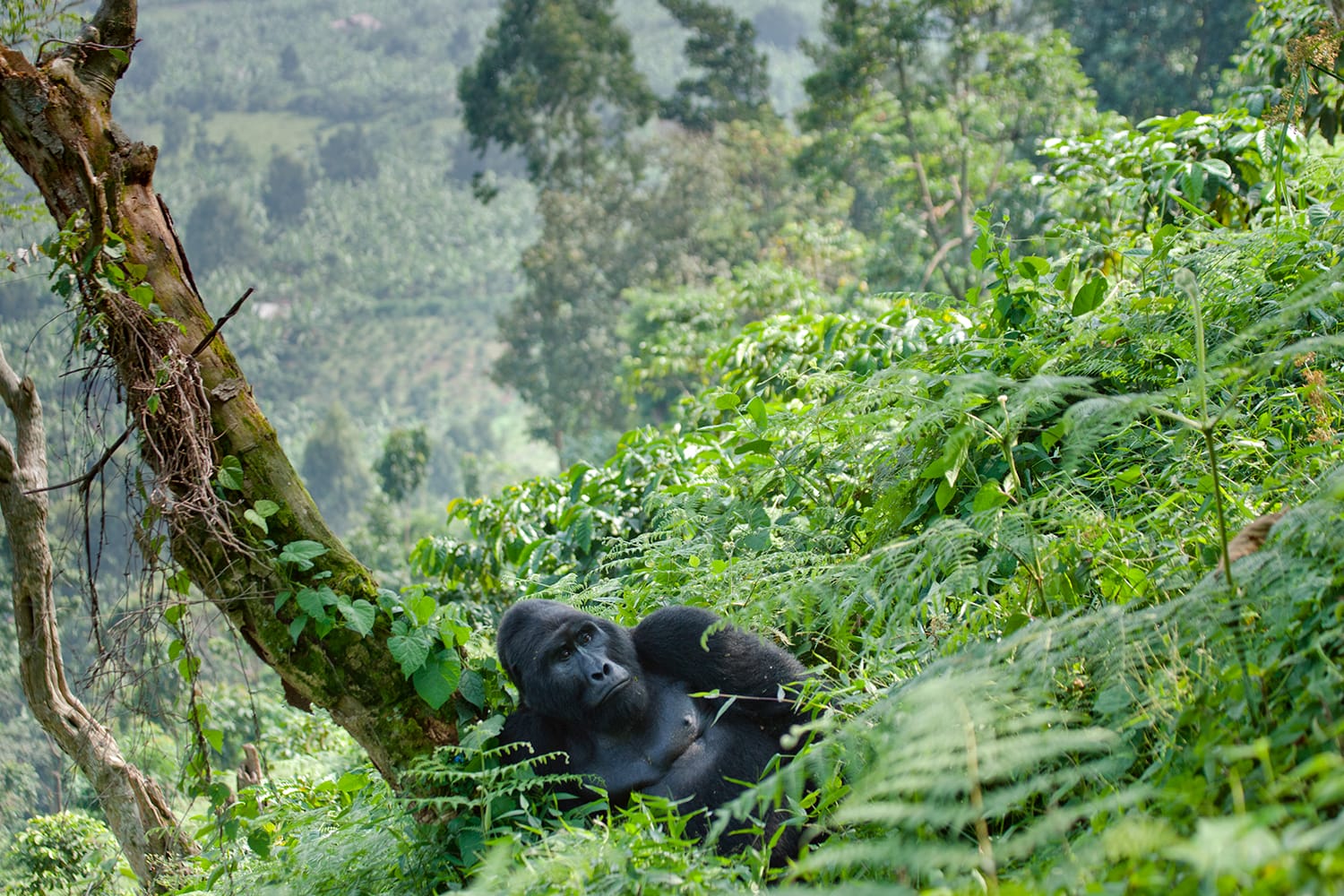 Dominant male mountain gorilla in the grass. Uganda. Bwindi Impenetrable Forest National Park.