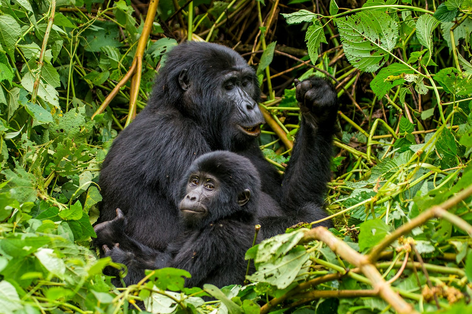 A female mountain gorilla with a baby. Uganda. Bwindi Impenetrable Forest National Park