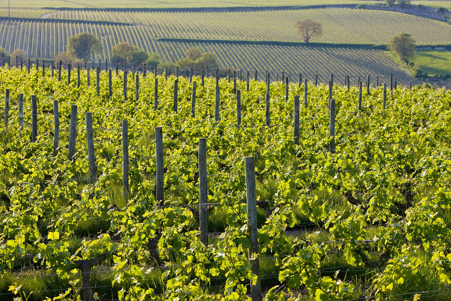 Vineyards near Montsoreau, Pays-de-la-Loire, France