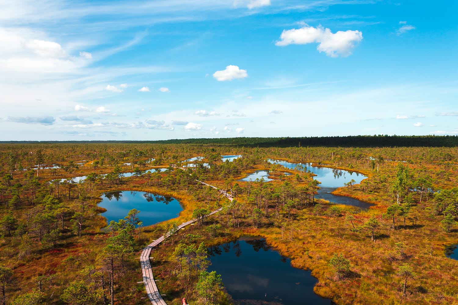 Aerial view of swamp / bog in Kemeri National park with blue reflection lakes, wooden path, green trees and blue sky (Riga area, Latvia, Europe)