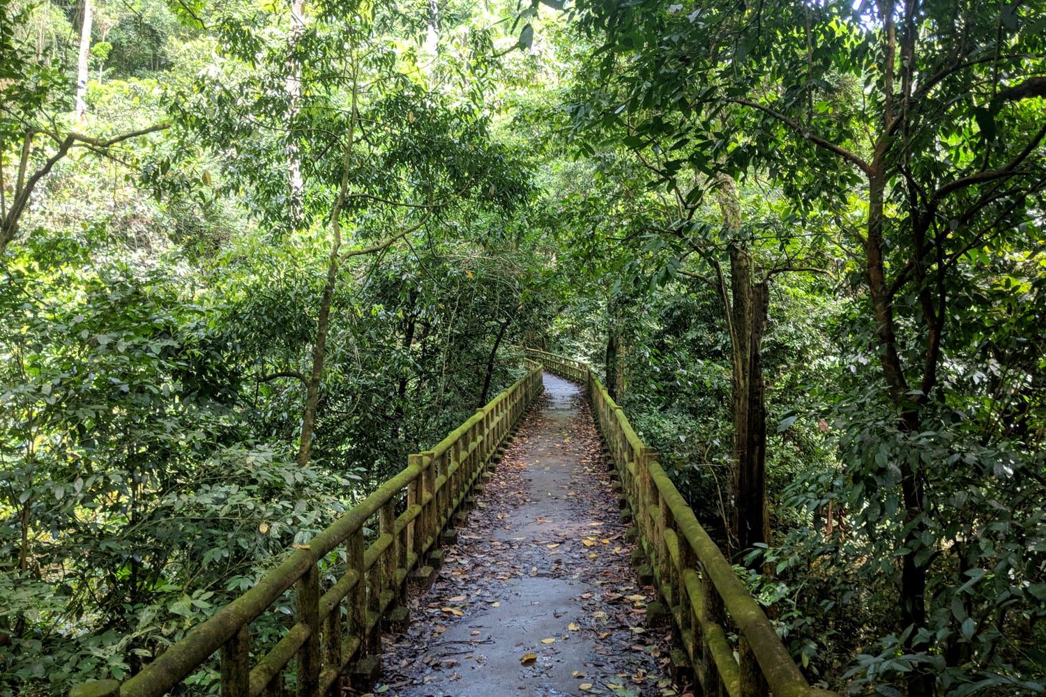 Bridge through jungle in Cuc Phuong National Park, Vietnam