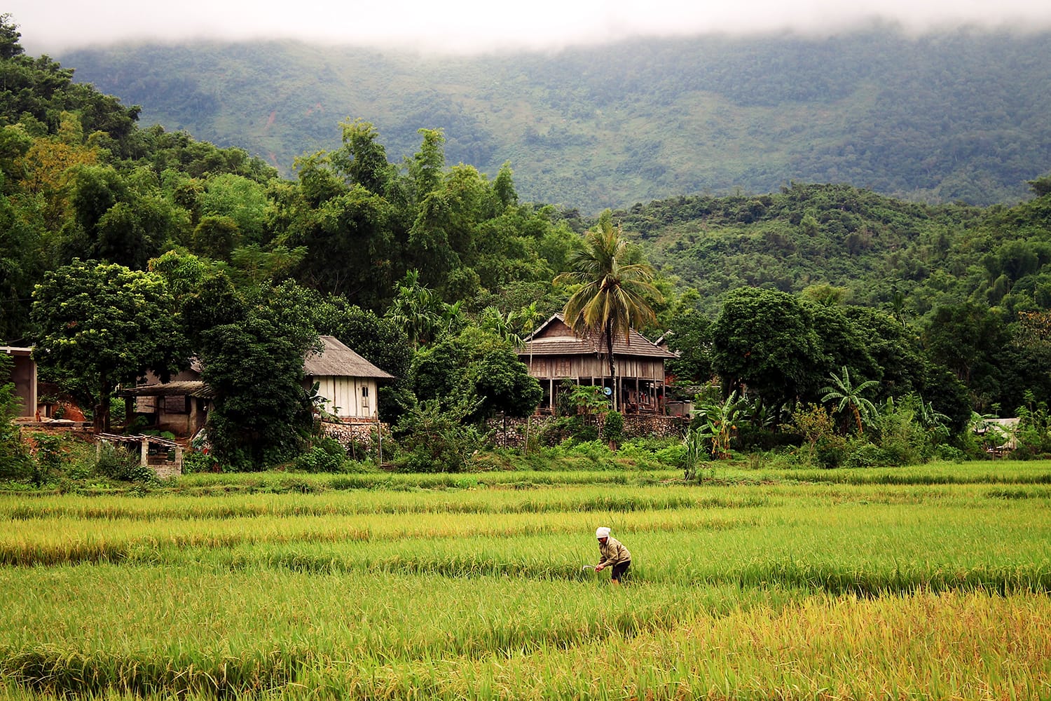 Rice farmer in Mai Chau, Vietnam