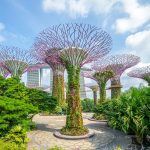 Supertrees at the Gardens by the Bay in Singapore