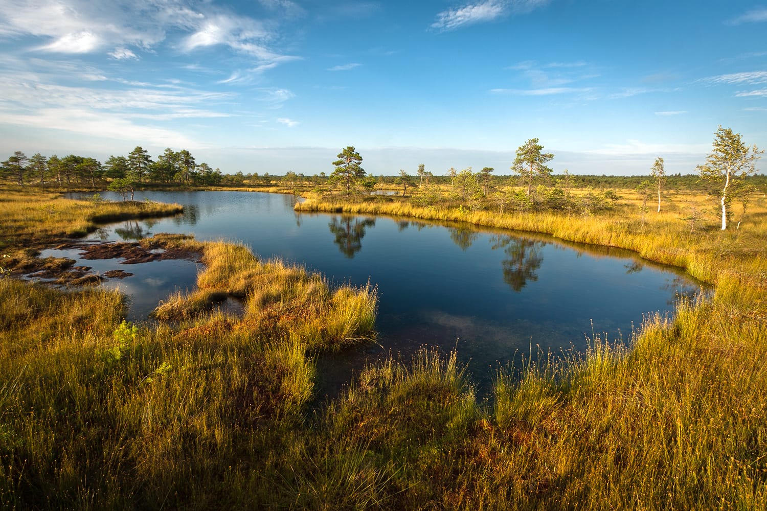 Swamp Lake in Soomaa National Park, Estonia