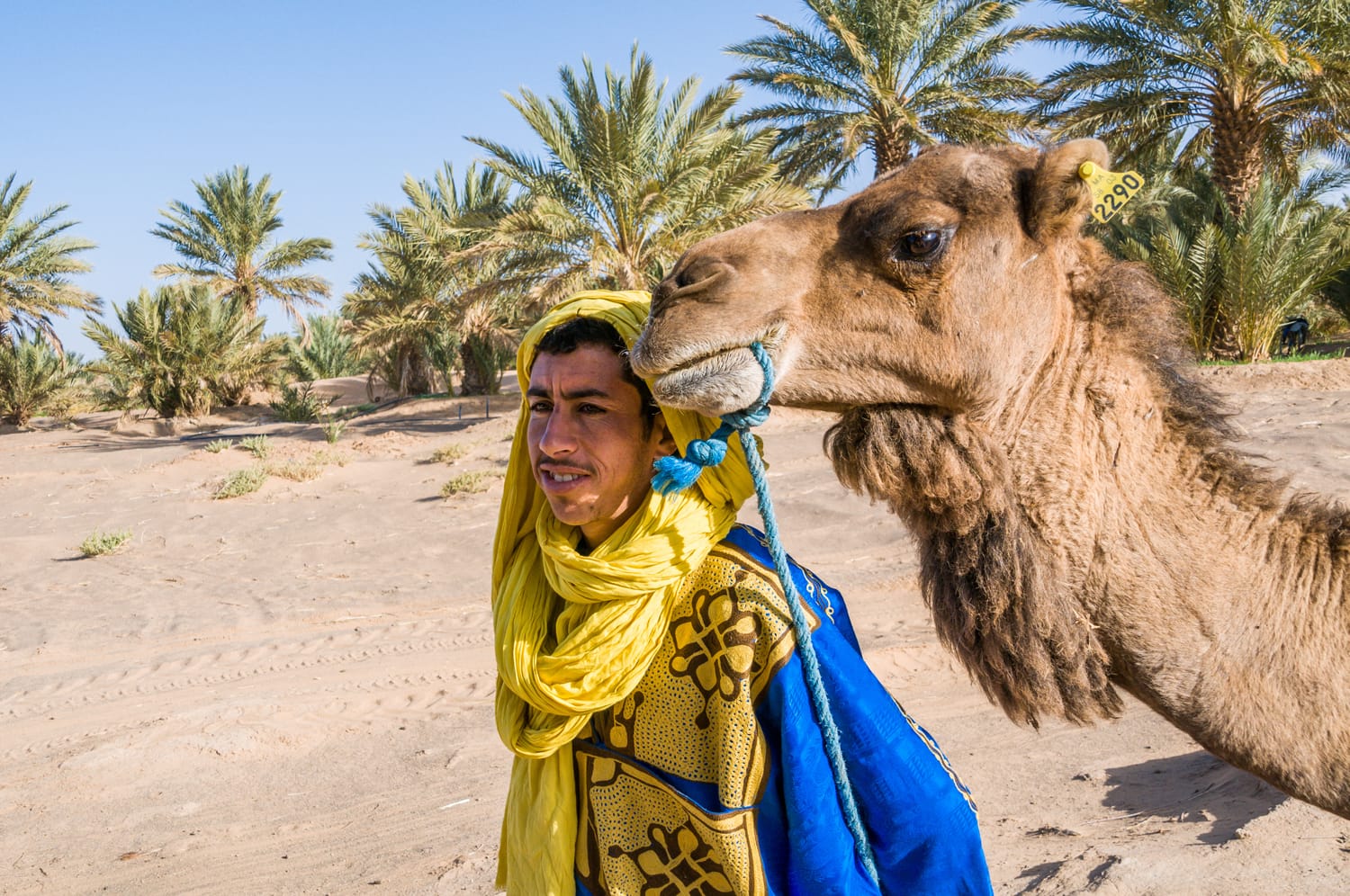 Man next to his camel, in a palm grove near the desert of Erg Chebbi, Morocco