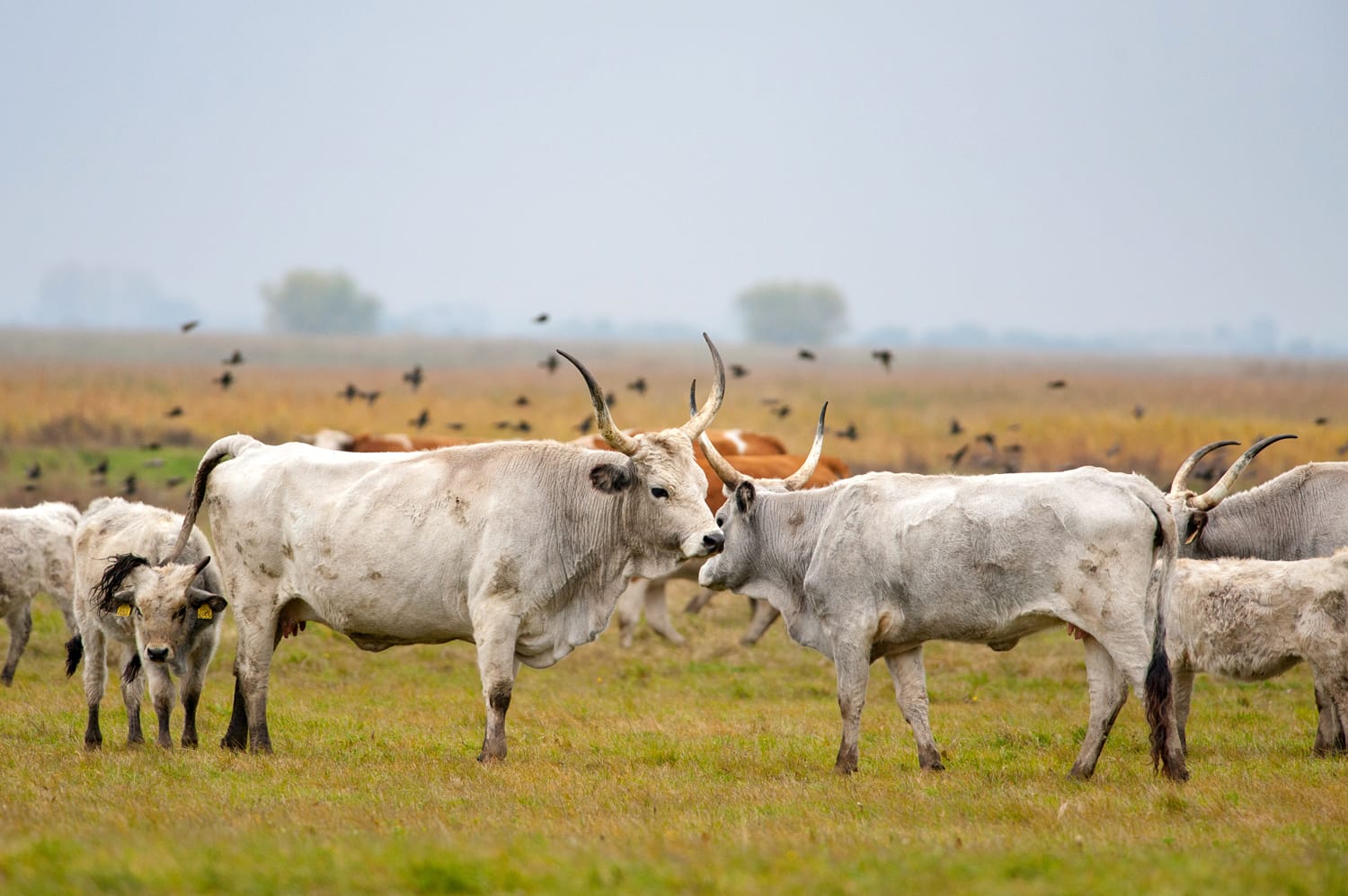 Hungarian Grey Cattle in Hortobagy