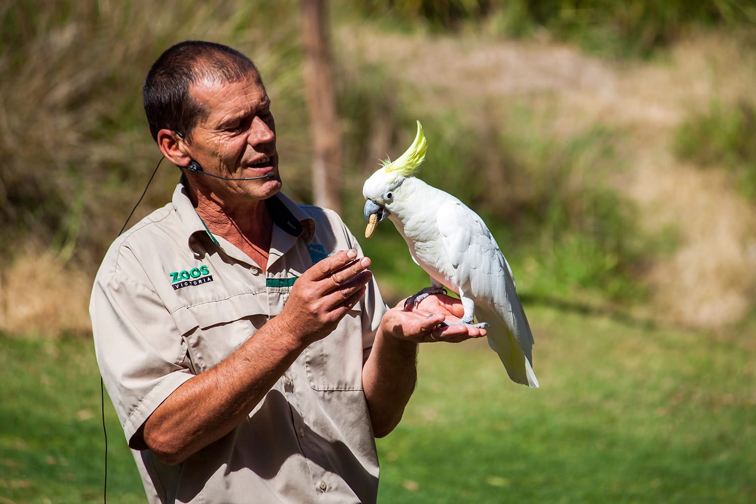 An Australian sulphur crested cockatoo works for peanuts at the Healesville Wildlife Sanctuary, a popular tourist destination near Melbourne.