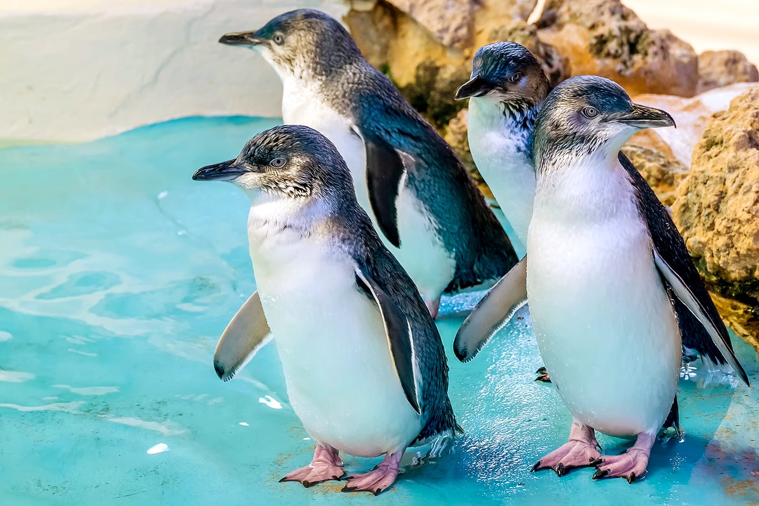 Quatre pingüins australians a Penguin Island, Rockingham, Austràlia Occidental